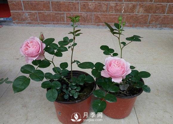 種養(yǎng)月季要多大的花盆合適？(圖1)
