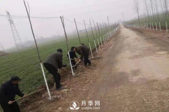 南陽唐河：三個(gè)高標(biāo)準(zhǔn)推進(jìn)造林綠化高質(zhì)量(圖1)