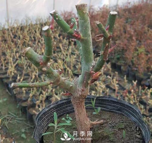 切花月季的栽培技術(shù)有哪些需要大家了解的您知道嗎？(圖1)
