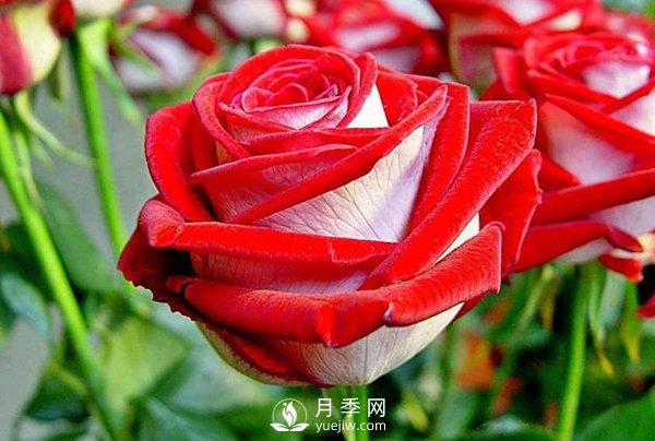 現(xiàn)代月季按開花樣式通常分以下類型，快來看看吧(圖1)