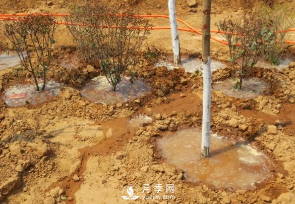 樹木栽植時應(yīng)做好根部的哪些護理？(圖1)