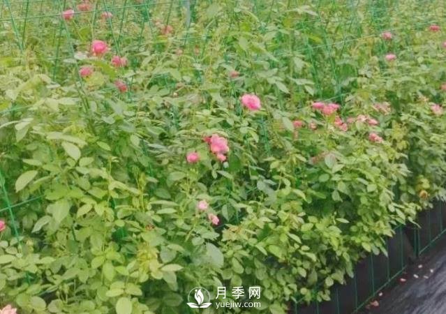 什么時候適合種月季，這樣做提高月季成活率(圖1)
