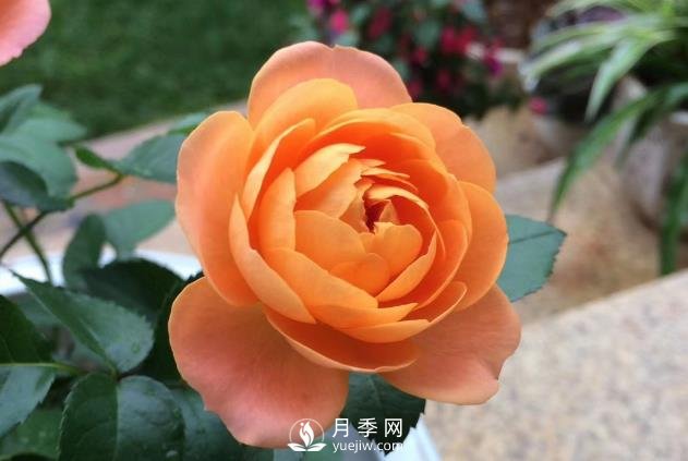 看到我修剪月季，鄰居說種月季多會破財，建議全砍掉(圖1)