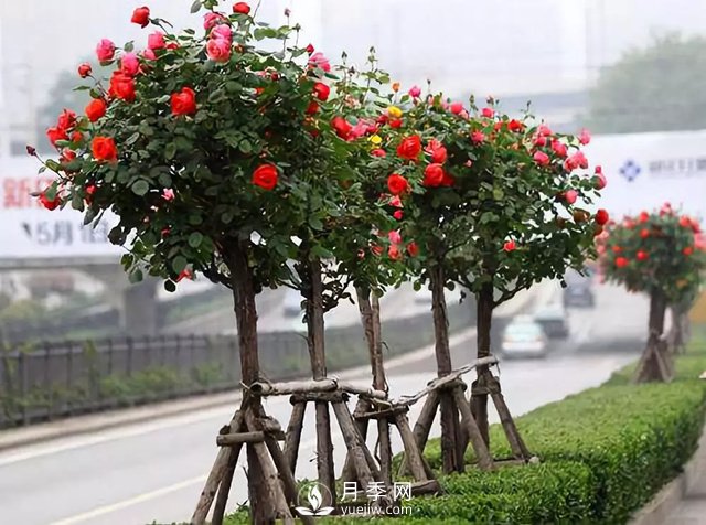 三分種樹(shù)，七分管，十分保活才保險(xiǎn)，花木行業(yè)中這句話該怎樣理解(圖1)