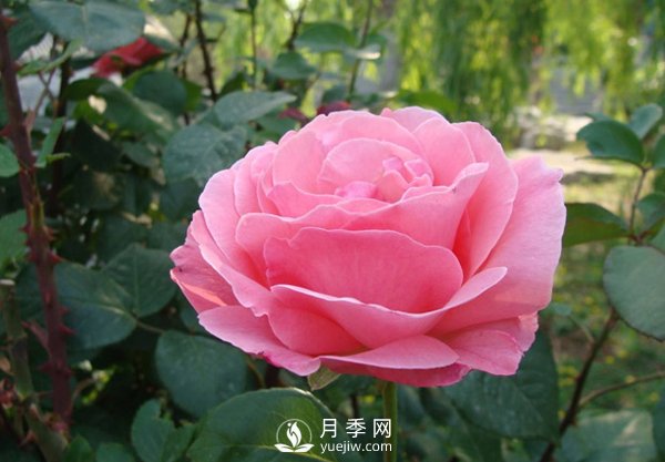 月季人稱花中皇后，盆栽月季開花的關(guān)鍵是什么？(圖1)