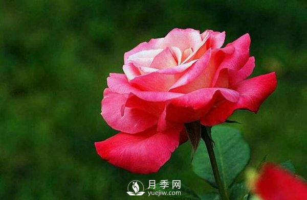 在栽培大花月季苗中，都要準(zhǔn)備些什么事情(圖1)