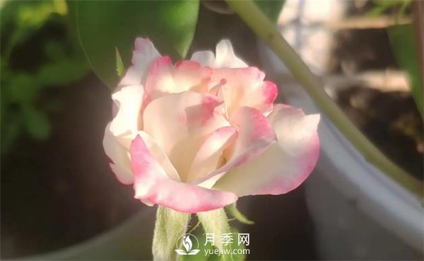 養(yǎng)殖月季要知道月季生長的習(xí)性，影響月季生長的因素有哪些？(圖1)