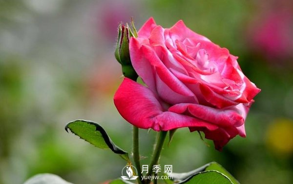 月季是一種中藥藥材嗎？有什么藥效(圖1)