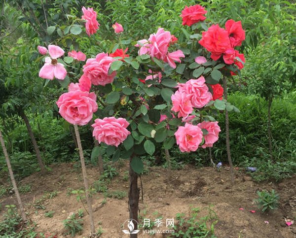 南陽月季樹長的都是啞枝，什么原因？(圖1)