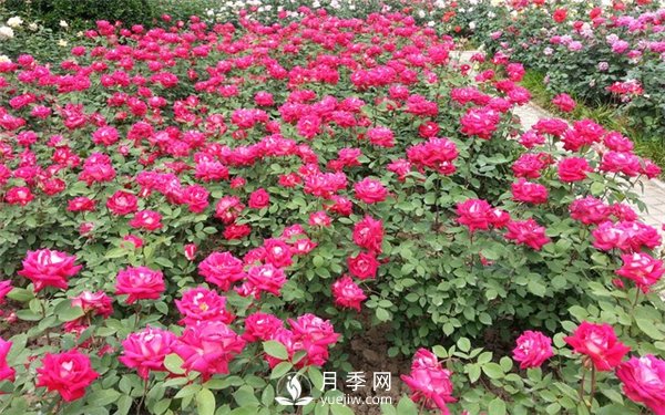 南陽(yáng)月季種植基地整理分享月季扦插的小方法(圖1)