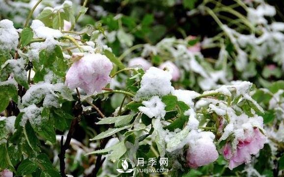 立春了，注意防護(hù)苗木倒春寒(圖1)