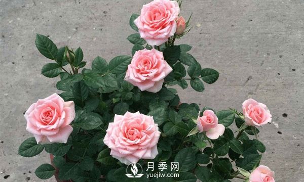 現(xiàn)在發(fā)展苗木還有市場嗎？種植綠化苗木要掌握以下關鍵措施(圖2)