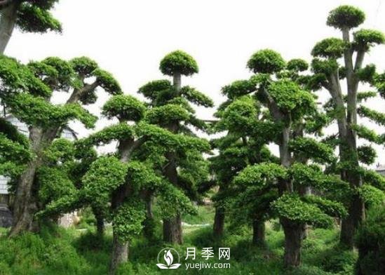十大名貴樹木有哪些？(圖1)