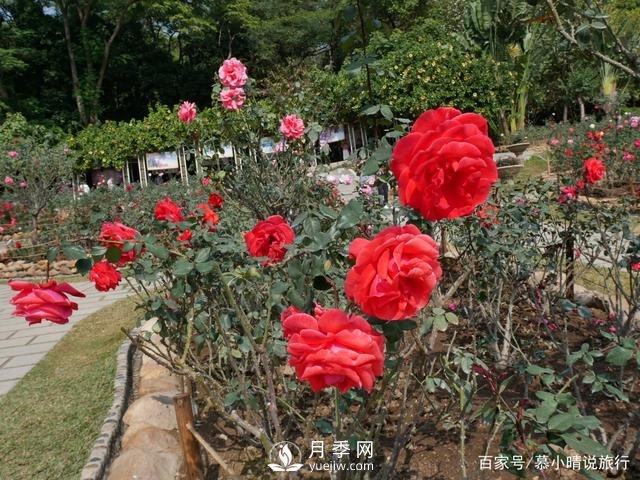 廣州“五彩繽紛”的月季花園，開滿全園，游客贊道太美了(圖2)