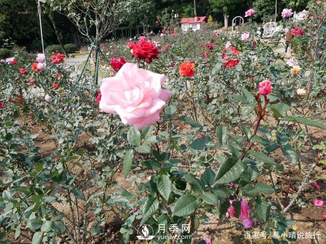 廣州“五彩繽紛”的月季花園，開滿全園，游客贊道太美了(圖4)