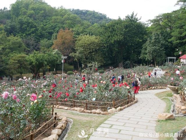 廣州“五彩繽紛”的月季花園，開滿全園，游客贊道太美了(圖3)