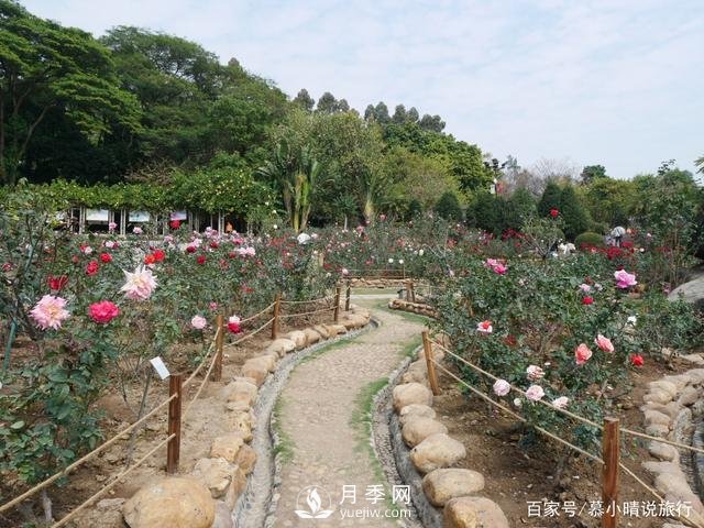廣州“五彩繽紛”的月季花園，開滿全園，游客贊道太美了(圖1)