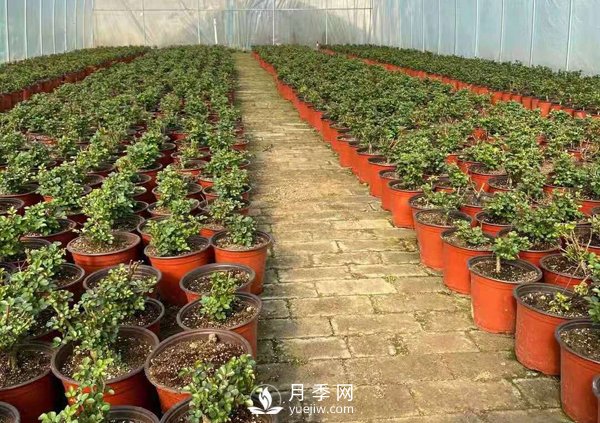 冬天必入的南陽(yáng)月季裸根苗就此結(jié)束，明年盆花月季見(圖1)