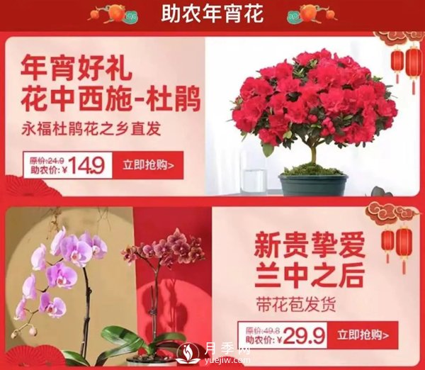 福建廣東等省年宵花遭遇滯銷，天貓等平臺(tái)為花農(nóng)解困(圖1)