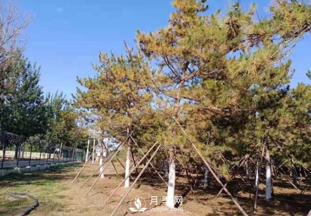 松樹(shù)針葉發(fā)生干枯、落針的5個(gè)原因和解決方法(圖1)