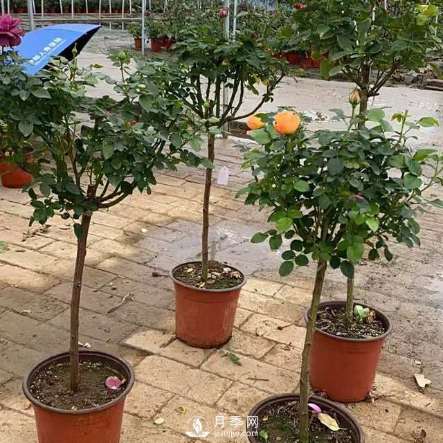 南陽(yáng)產(chǎn)地棒棒糖月季樹的品種、價(jià)格和小知識(shí)(圖2)