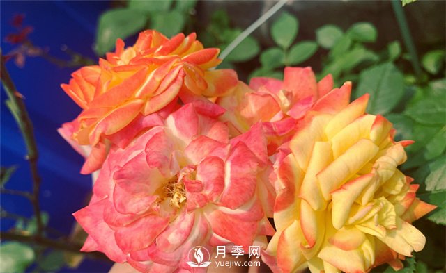 月季為什么會變色？(圖1)