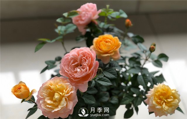 月季為什么會變色？(圖2)