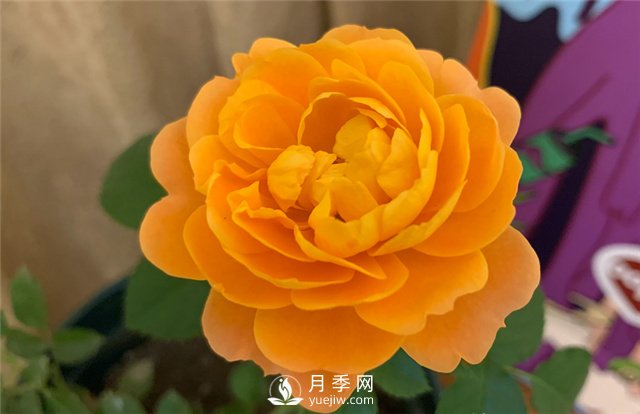 推薦5款月季品種，好看又好養(yǎng)，抗病能力強(qiáng)，值得擁有(圖1)