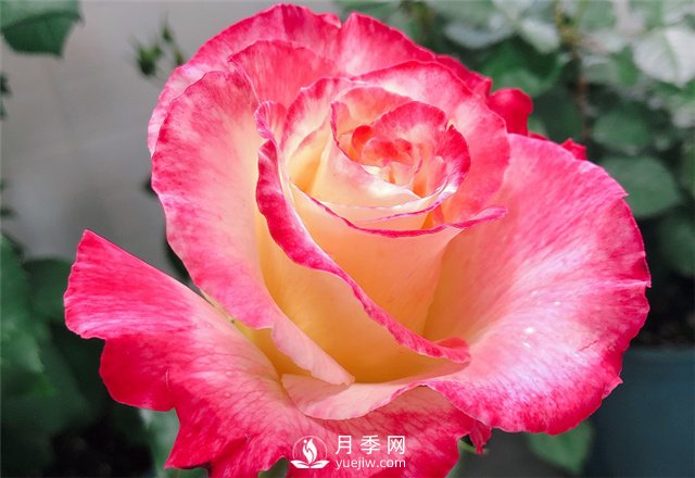 推薦5款月季品種，好看又好養(yǎng)，抗病能力強(qiáng)，值得擁有(圖2)