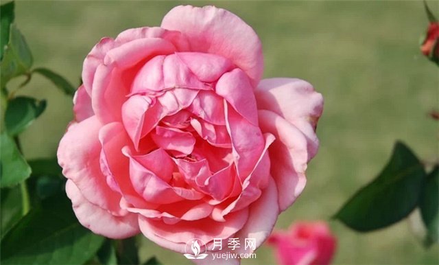 推薦5款月季品種，好看又好養(yǎng)，抗病能力強(qiáng)，值得擁有(圖4)
