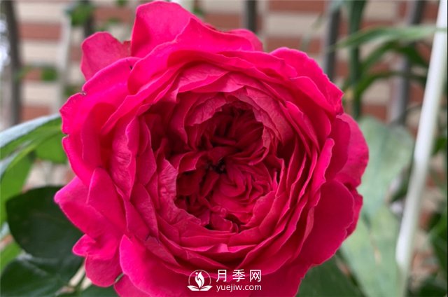 推薦5款月季品種，好看又好養(yǎng)，抗病能力強(qiáng)，值得擁有(圖5)
