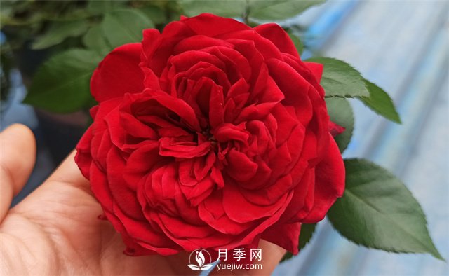 推薦10款紅色系月季品種，中國紅開啟2021好彩頭(圖1)