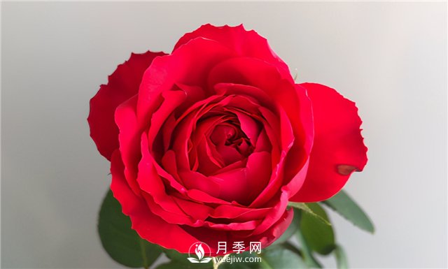 推薦10款紅色系月季品種，中國紅開啟2021好彩頭(圖4)