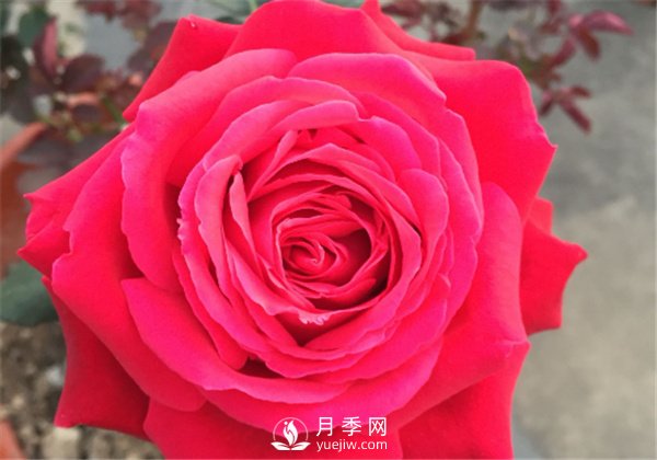 推薦10款紅色系月季品種，中國紅開啟2021好彩頭(圖8)