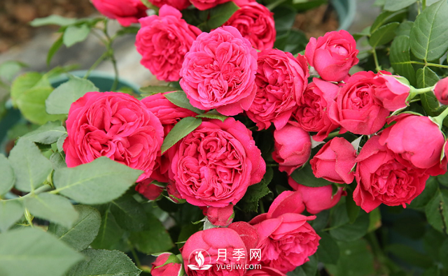 超級(jí)耐熱！南方必備！推薦3個(gè)耐熱月季品種(圖1)