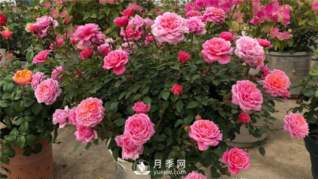 推薦10個(gè)陽臺(tái)月季品種，小陽臺(tái)的微型月季清單(圖1)