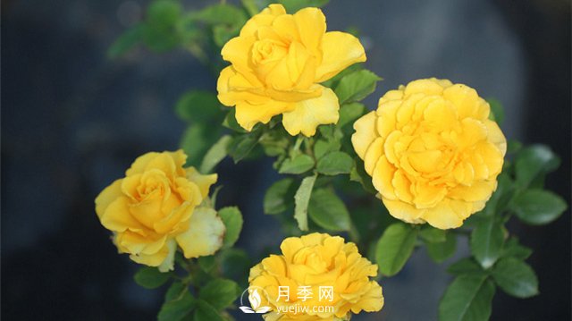 推薦10個(gè)陽臺(tái)月季品種，小陽臺(tái)的微型月季清單(圖4)