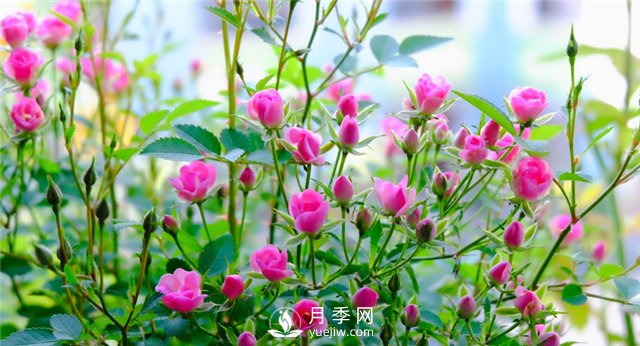 推薦10個(gè)陽臺(tái)月季品種，小陽臺(tái)的微型月季清單(圖8)