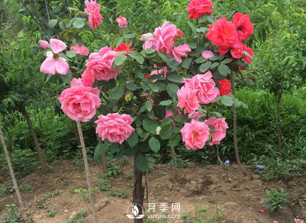 南陽(yáng)月季高產(chǎn)養(yǎng)護(hù)管理方法(圖1)