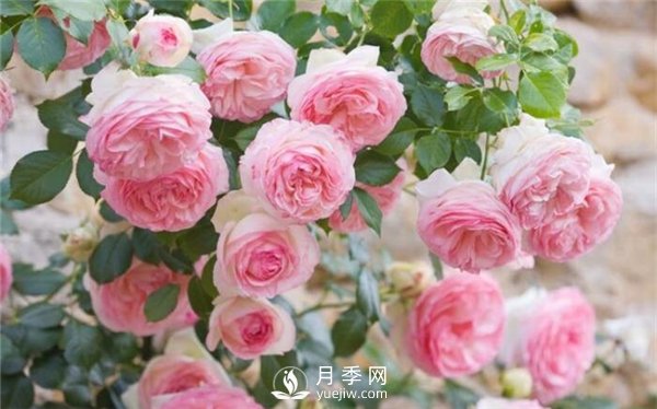 不同時(shí)期月季病蟲(chóng)災(zāi)需要怎么防止(圖1)