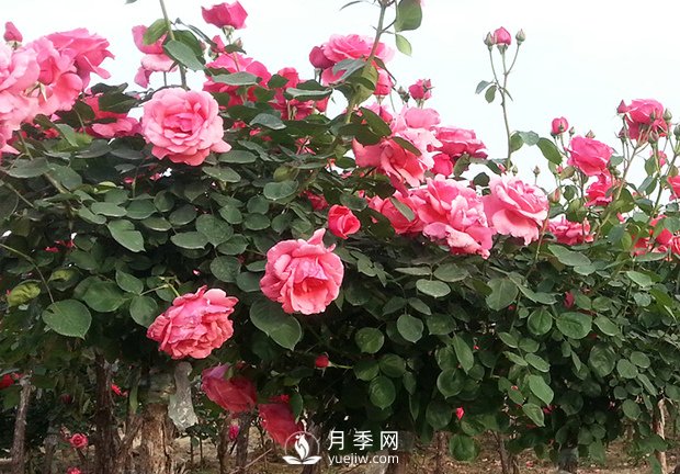 月季新葉卷曲枯萎，對癥下藥教您防治(圖1)