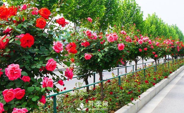 月季花什么時候開你知道嗎？(圖1)