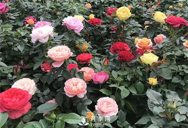 月季花有什么顏色？如何養(yǎng)護？(圖1)