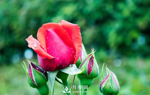 誰(shuí)說沒院子不能養(yǎng)月季花？(圖1)