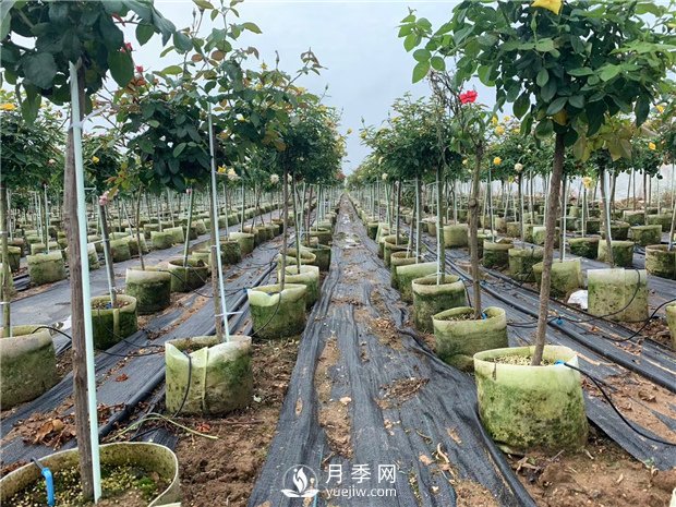 樹狀月季扦插苗假植如何操作？如何栽種培養(yǎng)缽苗？(圖1)