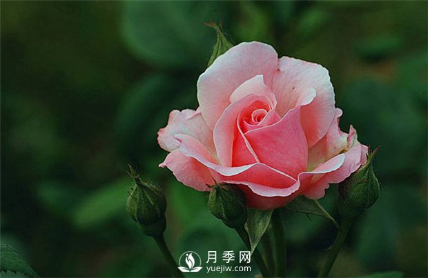 月季網(wǎng)告訴你：月季、玫瑰與薔薇有何區(qū)別，該如何分辨？(圖1)