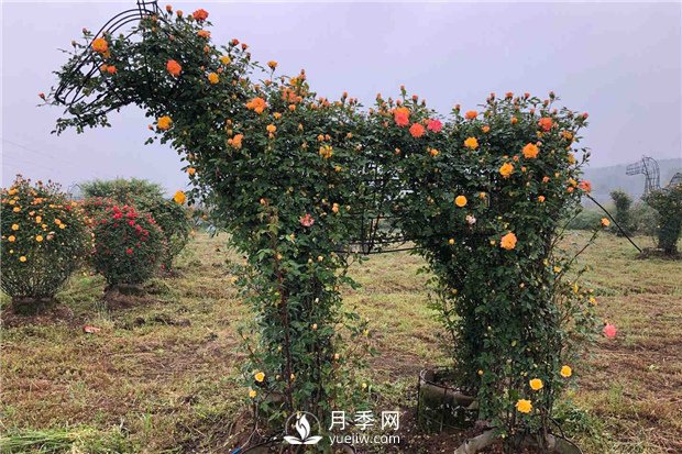 月季如何培養(yǎng)？月季網(wǎng)來教你(圖1)