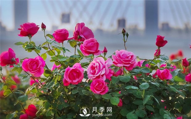 南陽月季產(chǎn)業(yè)發(fā)展的現(xiàn)狀是什么？月季網(wǎng)告訴你(圖1)