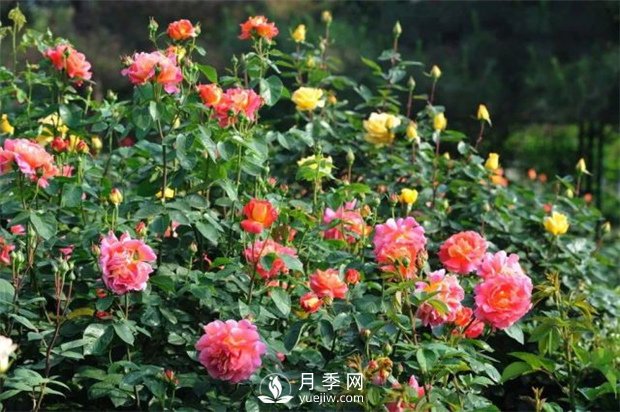 南陽月季有哪些常見色系？月季網(wǎng)告訴你(圖1)