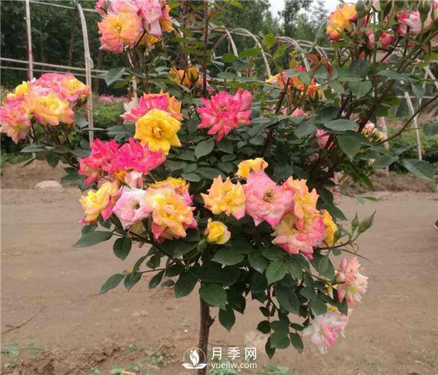 盆栽月季樹如何栽培？月季網(wǎng)告訴你(圖1)